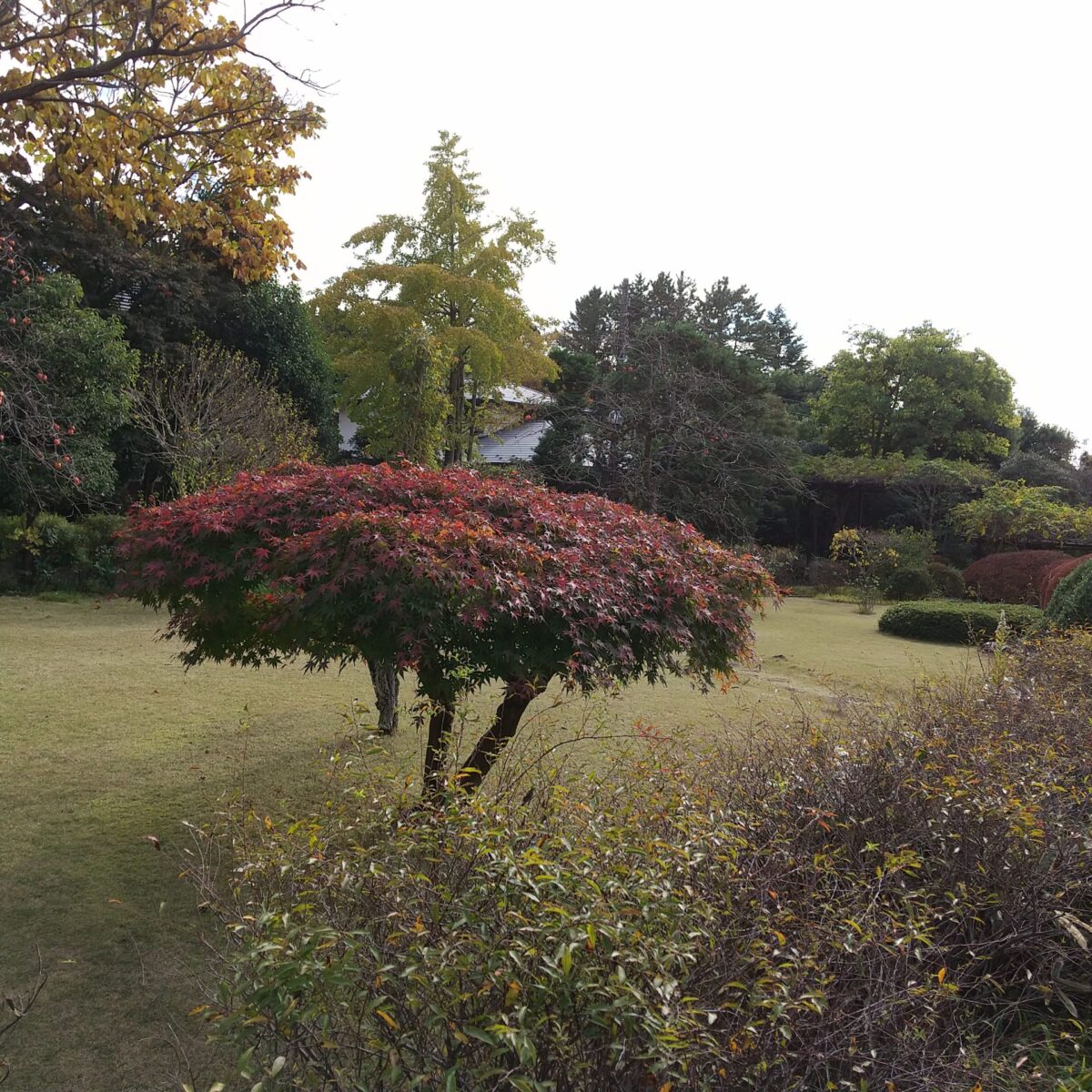 癒されてきました