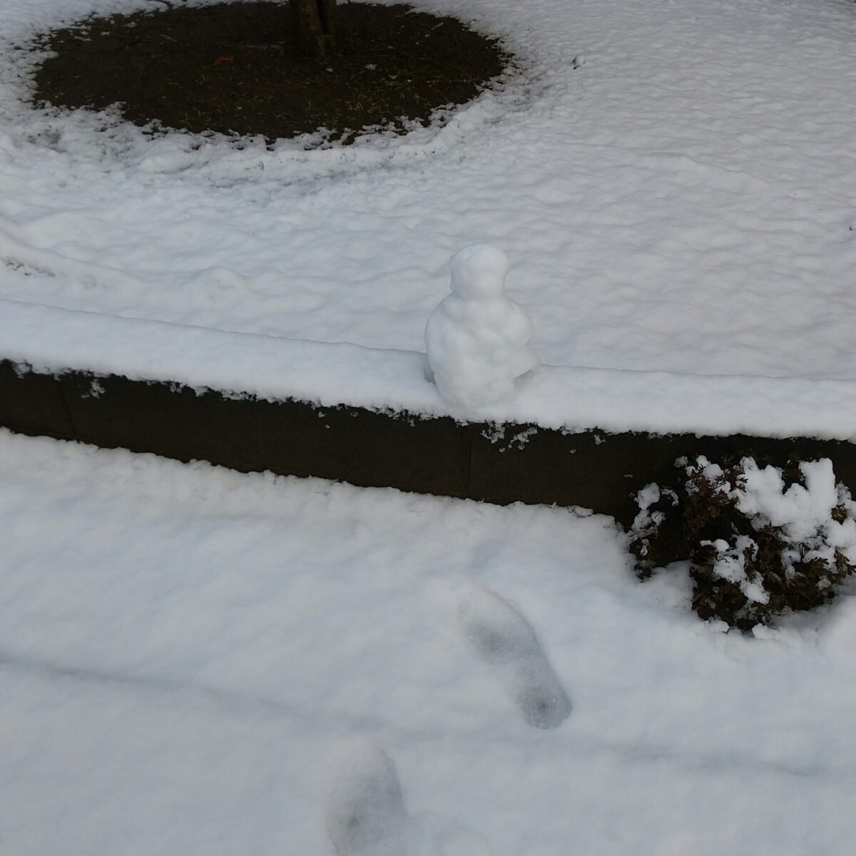 またまた雪が降りました